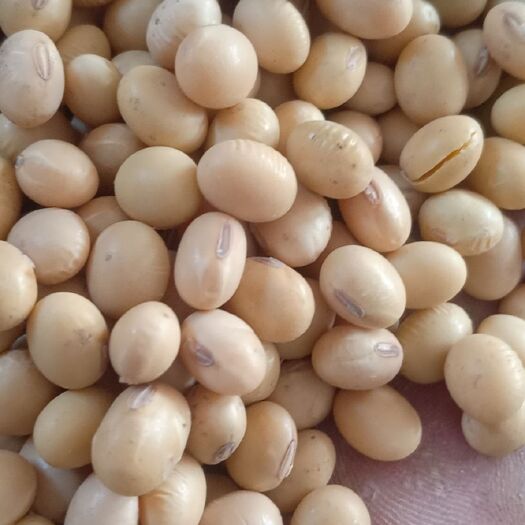 大豆现货价(大豆现货价格查询)