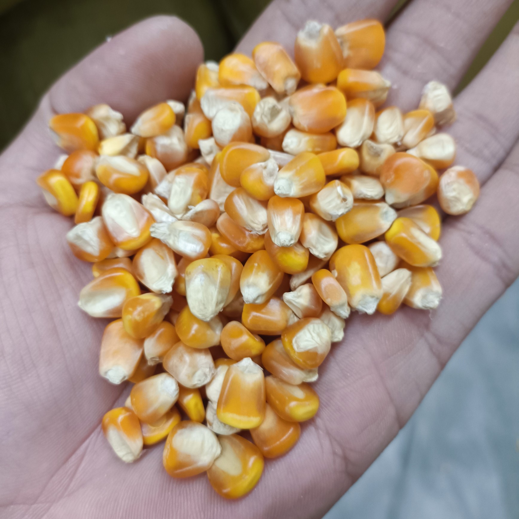 玉米现货(玉米现货价格) 玉米现货(玉米现货价格)