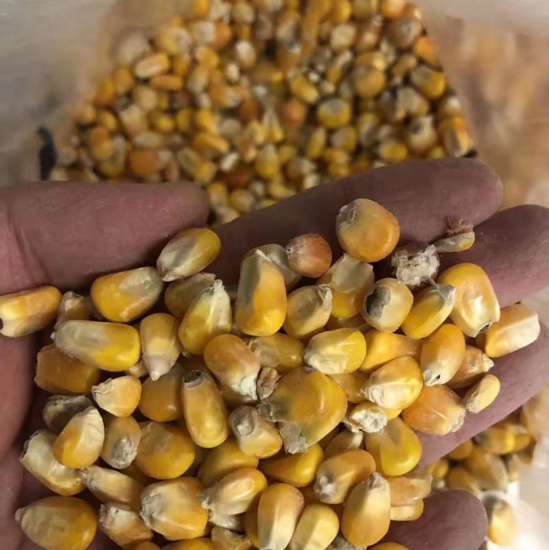 玉米现货(玉米现货网) 玉米现货(玉米现货网)