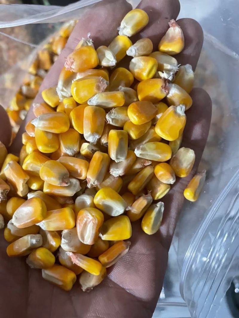 玉米现货(玉米现货价格走势图) 玉米现货(玉米现货价格走势图)