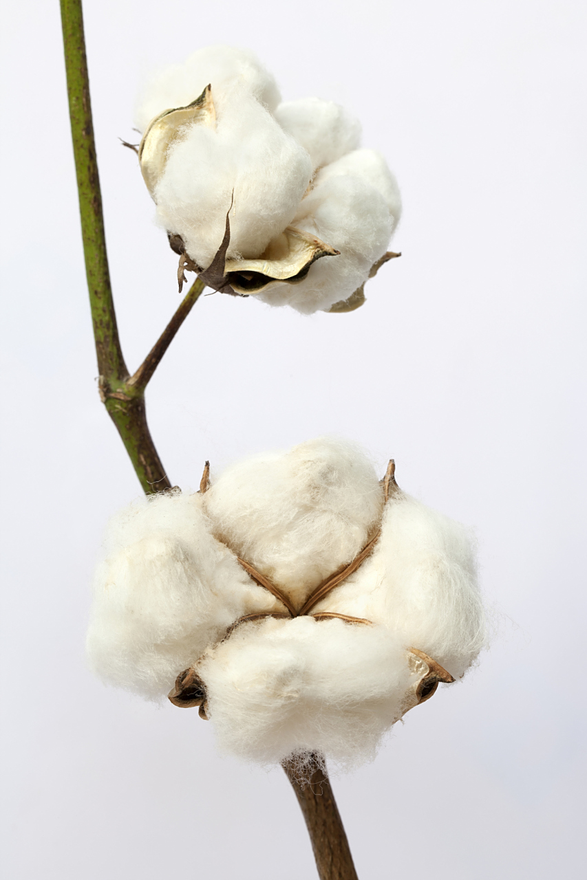 棉花现货价格(棉花现货价格短期震荡运行)