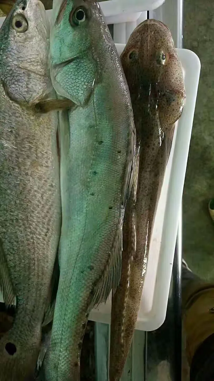 现货海(现货海洋堂山口转轮)