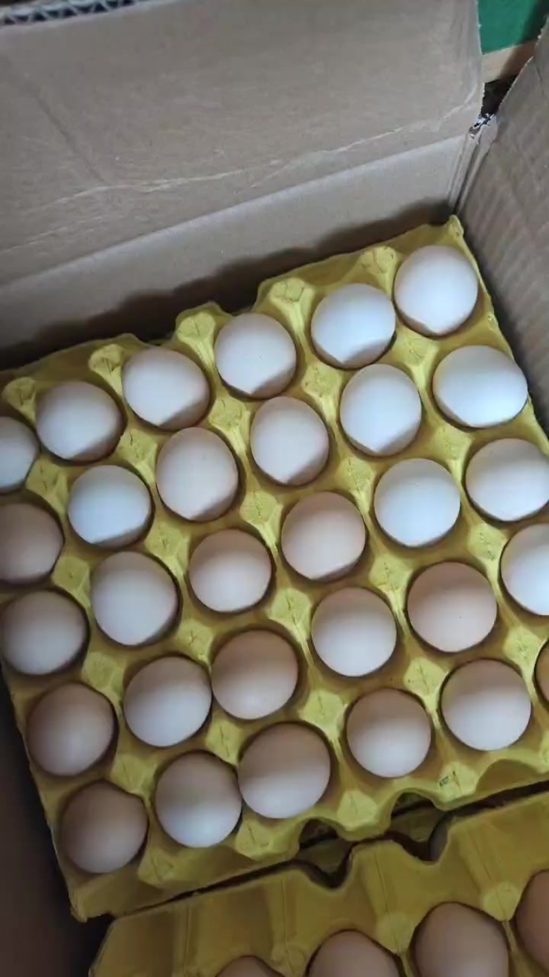 鸡蛋现货价格(鸡蛋现货价格连续上涨)